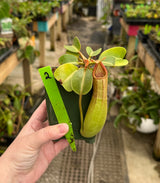 Nepenthes truncata “Pasian” BE-3203 *SPECIMENS*