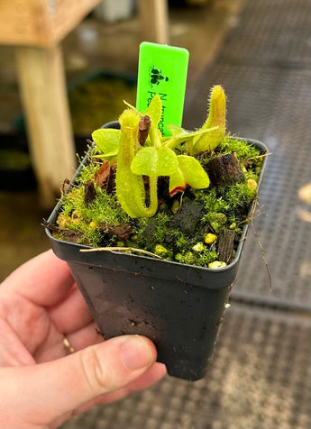 Nepenthes truncata 'SBG' BE-4001