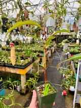 Nepenthes ‘Effulgent Koto’ *SPECIMEN*