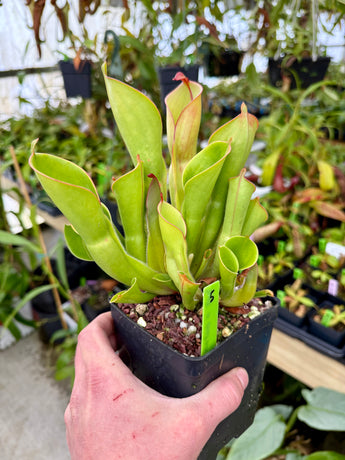 Heliamphora heterodoxa x nutans *SPECIMEN*