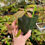 Nepenthes rajah x (veitchii x platychila) BE-4017 *SEED-GROWN*