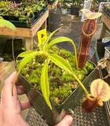 Nepenthes singalana (Belirang form) BE-3170