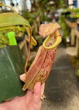 Nepenthes spathulata x (burbidgeae x edwardsiana) BE-3978