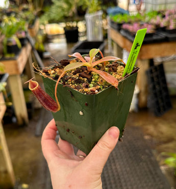 Nepenthes spectabilis x lowii BE-4524