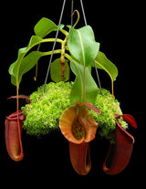 Nepenthes robcantleyi x jacquelineae BE-4028