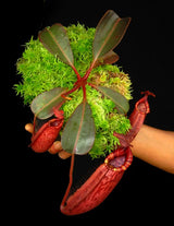 Nepenthes peltata x (veitchii x lowii) BE-4516