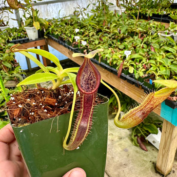 Nepenthes singalana (Belirang form) BE-3170