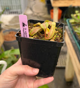 Nepenthes veitchii "Phil Mann" BE-3482