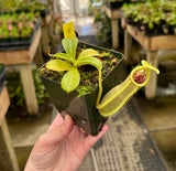 Nepenthes spathulata BE-3175