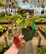 Nepenthes robcantleyi x (sibuyanensis x ventricosa) BE-3748