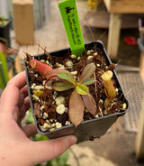 Nepenthes ventricosa x attenboroughii BE-4522