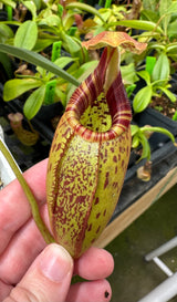 Nepenthes robcantleyi x (aristolochoides x spectabilis) BE-3966