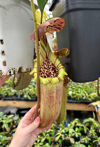 Nepenthes robcantleyi x burbidgeae BE-3935