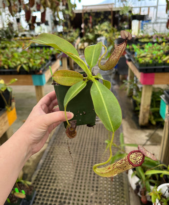 Nepenthes burbidgeae x glandulifera BE-3888