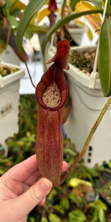 Nepenthes petiolata BE-3913