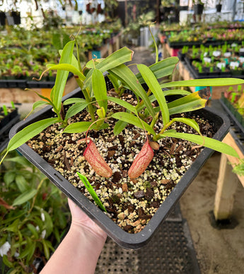 Nepenthes ventricosa x inermis (Wistuba Clone 1) *ROOTED CUTTINGS*