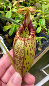 Nepenthes robcantleyi x (aristolochoides x spectabilis) BE-3966