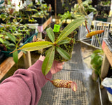 Nepenthes vogelii x ventricosa BE-4593