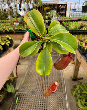 Nepenthes robcantleyi x (sibuyanensis x ventricosa) BE-3748