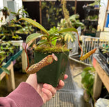 Nepenthes vogelii x ventricosa BE-4593