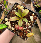 Nepenthes ventricosa x attenboroughii BE-4522