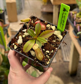 Nepenthes ventricosa x attenboroughii BE-4522