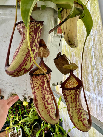 Nepenthes x Red Leopard *ROOTED CUTTINGS*