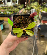 Nepenthes densiflora x robcantleyi BE-3573