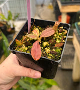 Nepenthes veitchii x maxima BE-4061