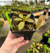 Nepenthes platychila x fusca BE-3847