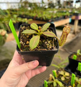 Nepenthes platychila x fusca BE-3847