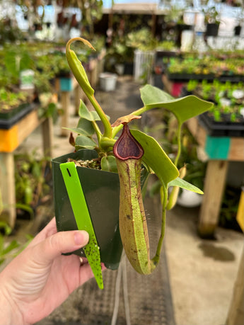 Nepenthes truncata “Pasian” BE-3203 *SPECIMENS*