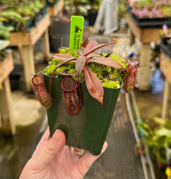 Nepenthes hamata 'Tambusisi' x tenuis BE-4514