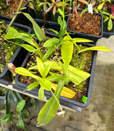 Nepenthes maxima x aristolochioides BE-3578 *ROOTED CUTTINGS*