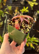 Nepenthes spectabilis BE-3322 "Perkinson Giant"