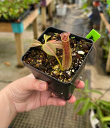 Nepenthes maxima (Gng. Lumut) BE-3067 *Confirmed female clone*