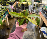 Nepenthes vogelii x ventricosa BE-4593