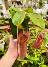 Nepenthes robcantleyi x jacquelineae BE-4028