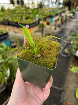 Nepenthes talangensis x sibuyanensis BE-3641 *ROOTED CUTTINGS*