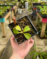 Nepenthes glandulifera x veitchii BE-3689