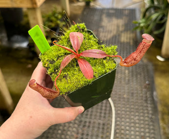 Nepenthes boschiana x klossii BE-4530