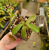 Nepenthes bokorensis x spectabilis PRE-1002