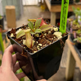 Nepenthes ventricosa x attenboroughii BE-4522