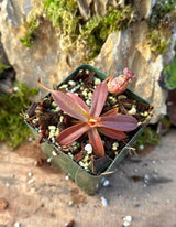 Nepenthes spectabilis BE-3322 "Perkinson Giant"