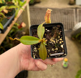 Nepenthes bokorensis x spectabilis PRE-1002