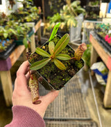 Nepenthes vogelii x ventricosa BE-4593