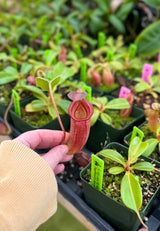 Nepenthes robcantleyi x jacquelineae BE-4028