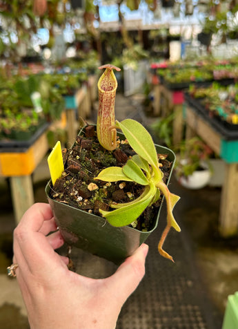 Nepenthes maxima BE-3735