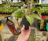 Nepenthes burbidgeae x glandulifera BE-3888