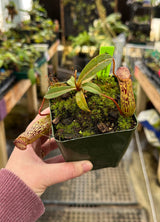 Nepenthes vogelii x ventricosa BE-4593